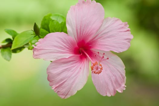 hibiscus  Flower