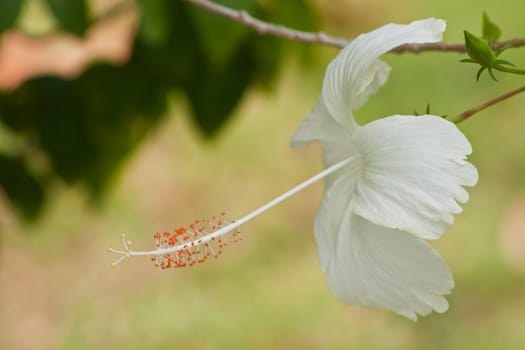 hibiscus  Flower