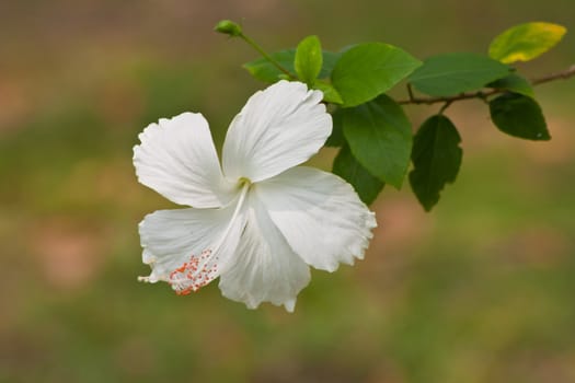 hibiscus  Flower