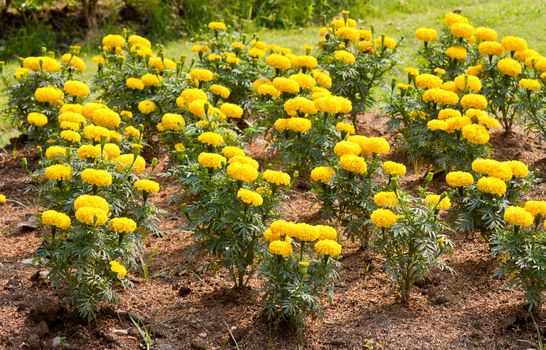 Marigold flowers