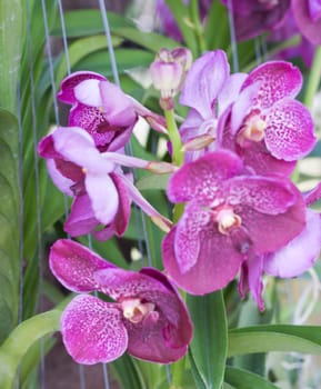 Beautiful orchid