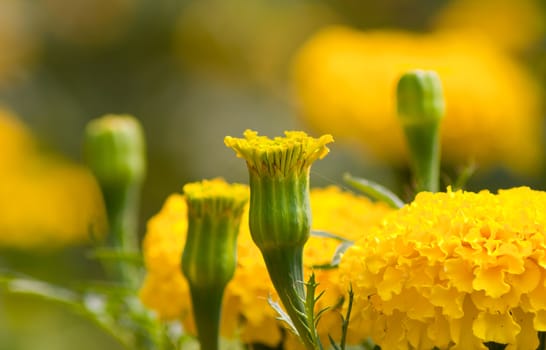 Marigold flowers