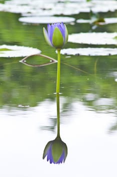 beautiful lotus