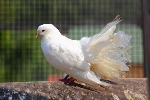 purebred white pigeon in a cage at an animal farm