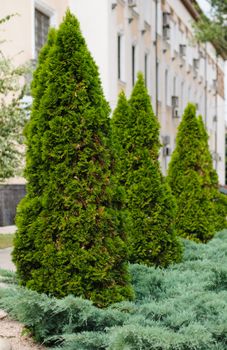 Fir trees on the streetin my city