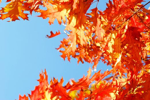 autumn leaves background in sunny day