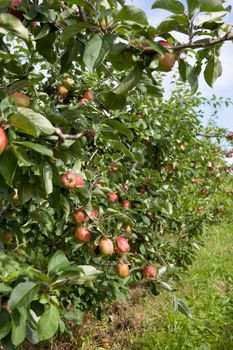 Ripe Apples