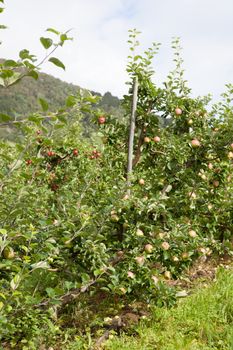 Ripe Apples