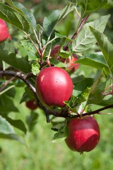 Ripe apples on tree. The picture is from Hardanger, Norway. One of the best fruit places in Norway and very especially in spring when all the fruit trees bloom.