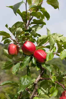 Ripe Apples