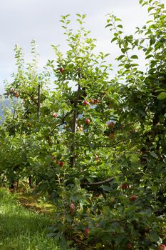 Ripe Apples