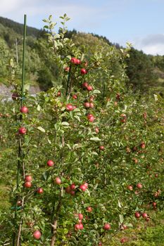 Ripe Apples