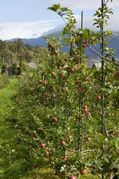 Ripe Apples







Ripe Apples