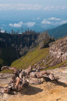 Picturesque tree stumps and snags in the mountains, Java, Indonesia