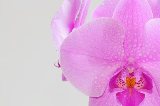 The beautiful purple orchid on white background