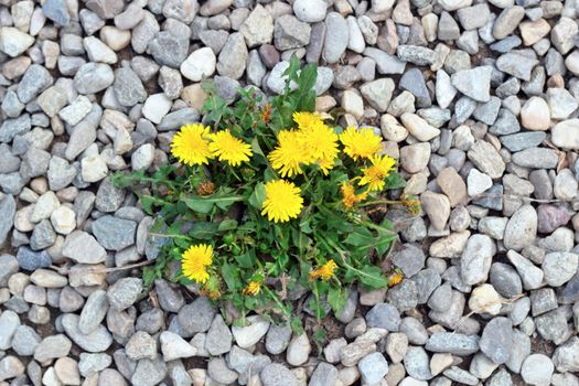 ecology concept - yellow dandelion growing from gravel