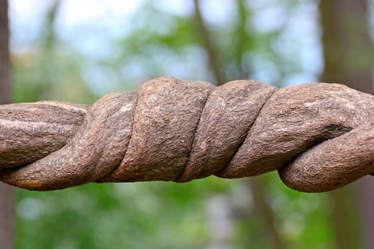 detail of a twisted part from a liana trunk