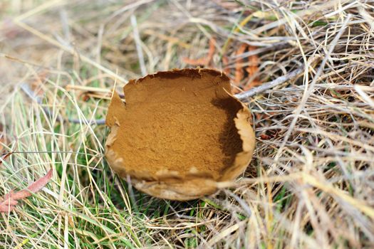 old lycoperdon bovista showing its spawn  in late autumn