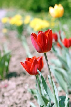 bright red tulip in the garden in early spring