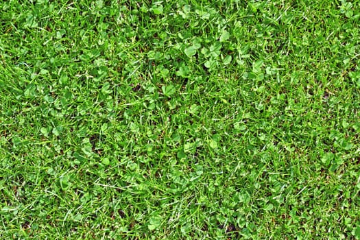 green textured lawn detail with clover among the grass