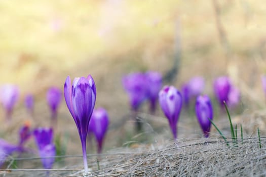 closeup of violet crocus sativus - wild flower - in spring