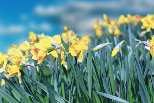group of beautiful yellow daffodils over blue sky background