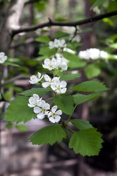 Several blossoming spring flowers with white petals closeup