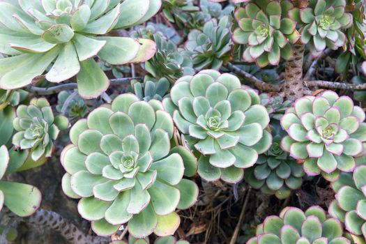 Hen and Chicks Succulent Plant growing in Garden Backyard