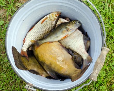 Fishes tench roach bass catch in old retro rusty bucket.