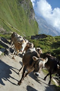 Cows in high mountain alpine rough grazing, Val Formazza, Italy