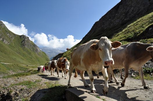 Cows in high mountain alpine rough grazing, Val Formazza, Italy