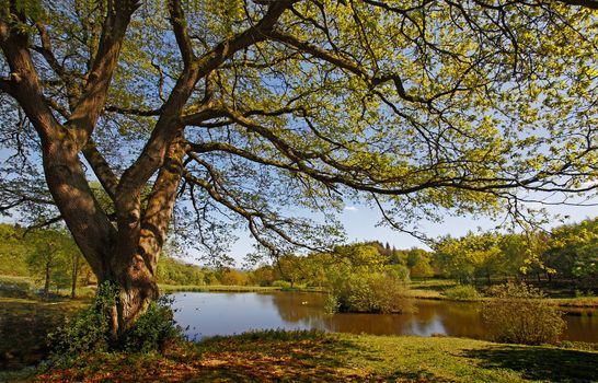 A beautifully managed, yet natural, area of countryside in Staffordshire, England.