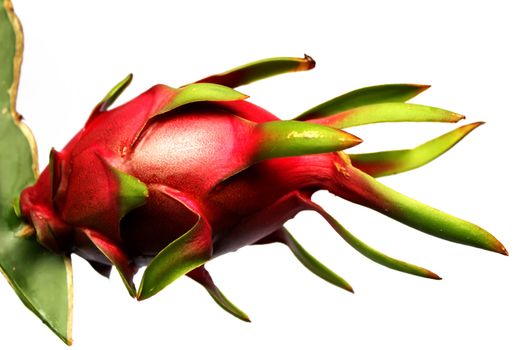 dragon fruit on white background 