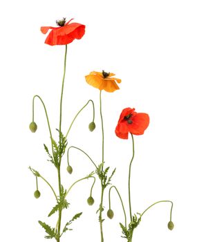 Red and yellow poppies isolated on white background