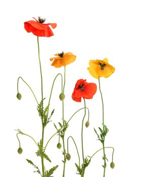 Red and yellow poppies isolated on white background