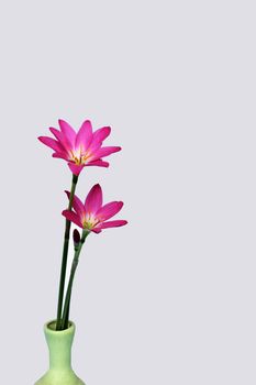 pink flowers isolated on white background