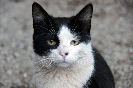 Portrait of a cat with white and black hair