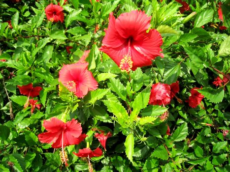 red hibiscus