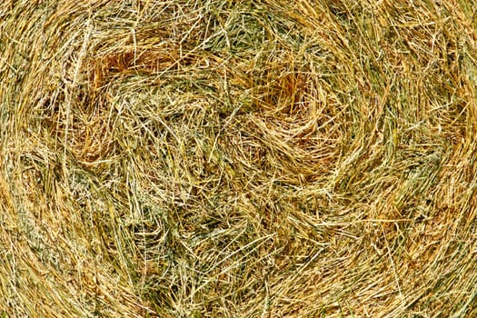 Hay bale from freshly cut grass, close up