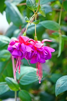 Pink flower of fuchsia in front of green leaves