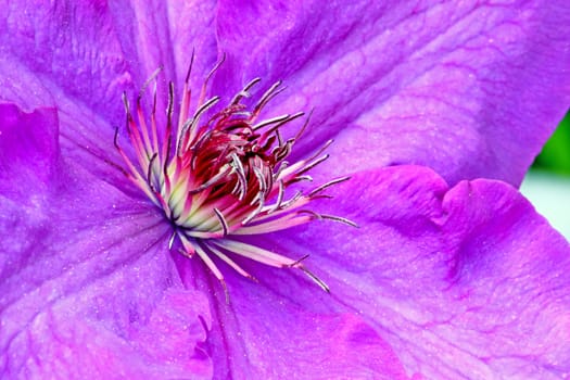 Flower of violet clematis, closeup