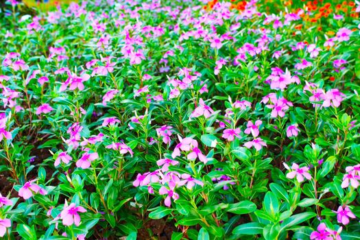 Beautiful pink flowers in the park