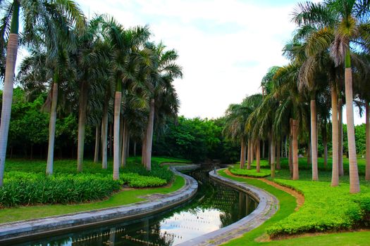 palm trees and stream in the park