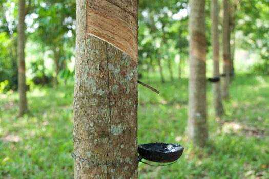 Rubber tree