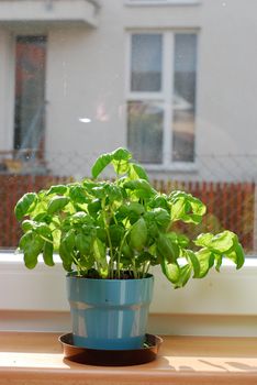 Basil on the window