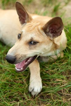 Dog portrait