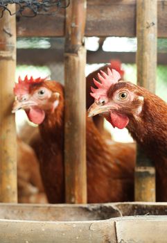Chickens in a cage