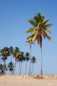 Tropical sand beach with coconut trees