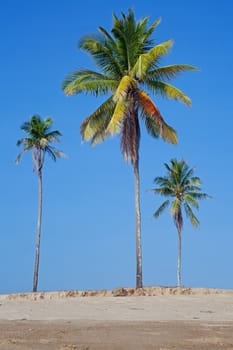 Tropical sand beach with coconut trees