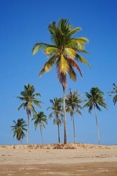 Tropical sand beach with coconut trees